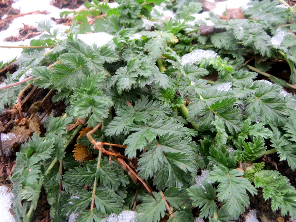 Gewöhnlicher Reiherschnabel (Erodium cicutarium) auf einer Ruderalfläche an der Berlinallee in Hockenheim