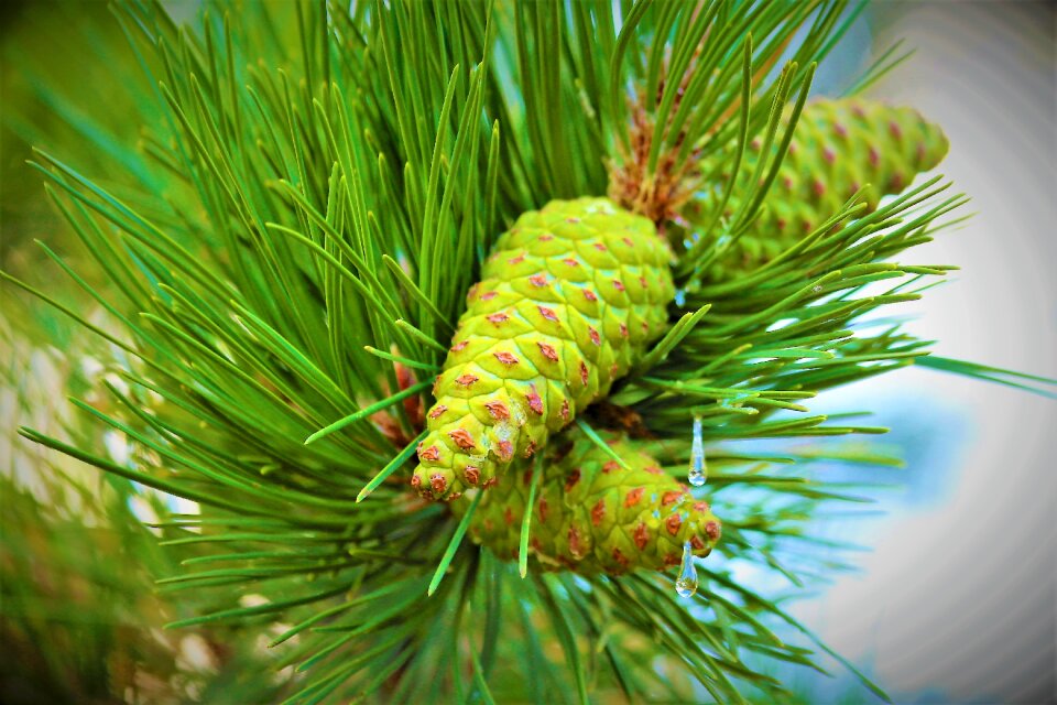 Nature forest green