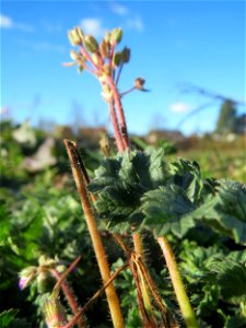 Gewöhnlicher Reiherschnabel (Erodium cicutarium) bei Neulußheim (Gemarkung Altlußheim)