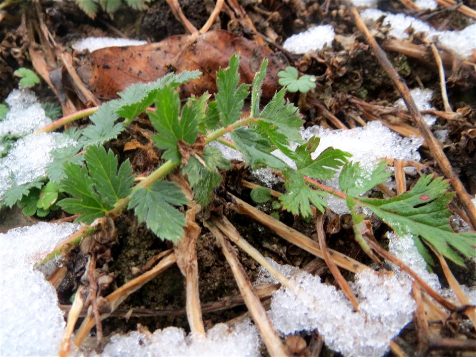Gewöhnlicher Reiherschnabel (Erodium cicutarium) auf einer Ruderalfläche an der Berlinallee in Hockenheim