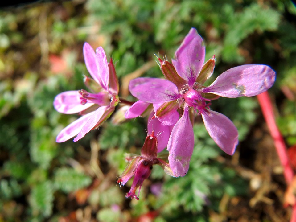 Gewöhnlicher Reiherschnabel (Erodium cicutarium) in Saarbrücken