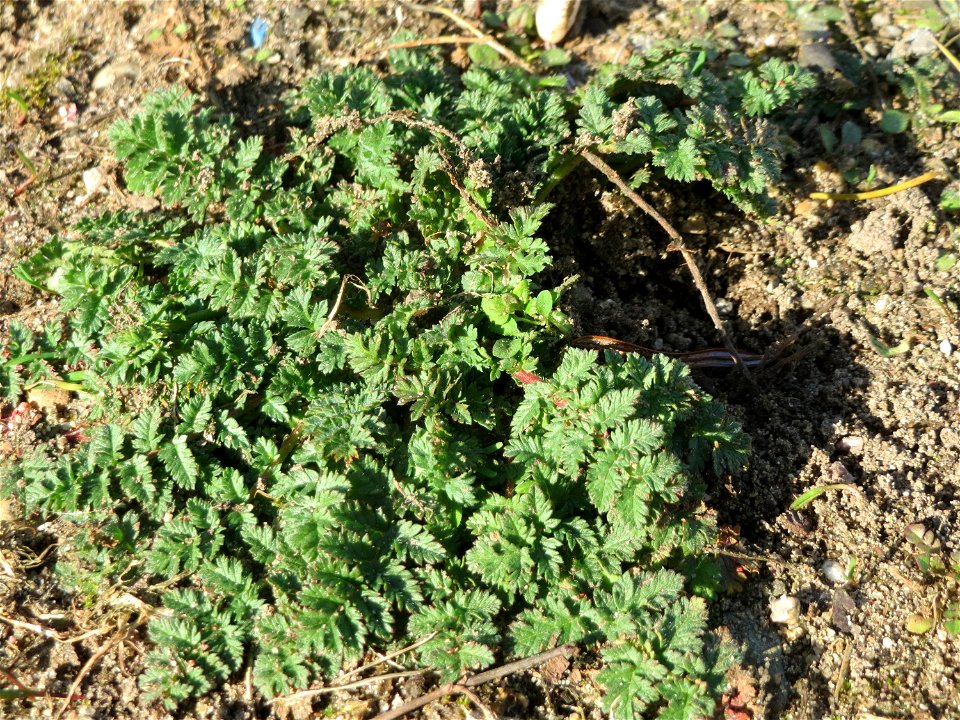 Grundblätter vom Gewöhnlichen Reiherschnabel (Erodium cicutarium) in Hockenheim