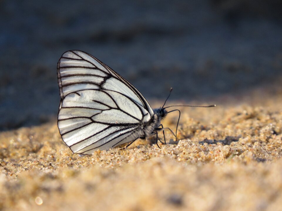 Beach insect summer