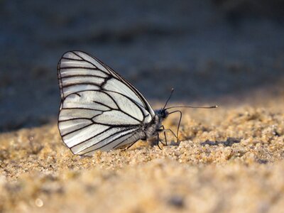 Beach insect summer photo