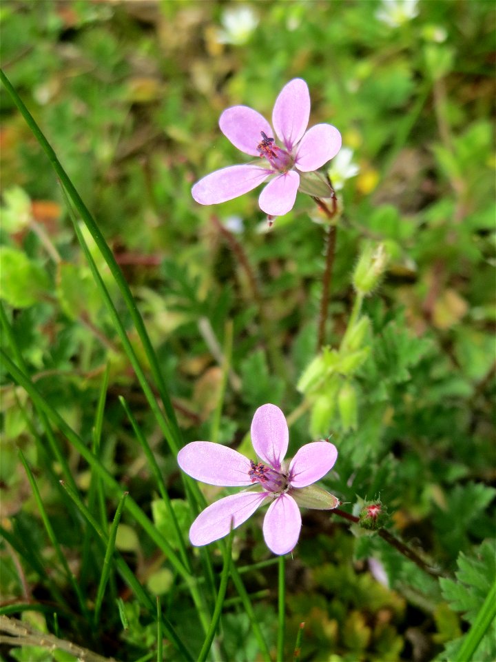 Gewöhnlicher Reiherschnabel (Erodium cicutarium) in Hockenheim photo