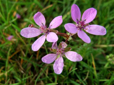 Gewöhnlicher Reiherschnabel (Erodium cicutarium) in Hockenheim