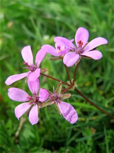 Gewöhnlicher Reiherschnabel (Erodium cicutarium) in Hockenheim photo