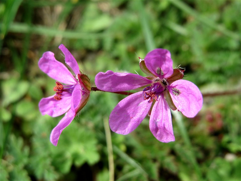 Gewöhnlicher Reiherschnabel (Erodium cicutarium) in Hockenheim