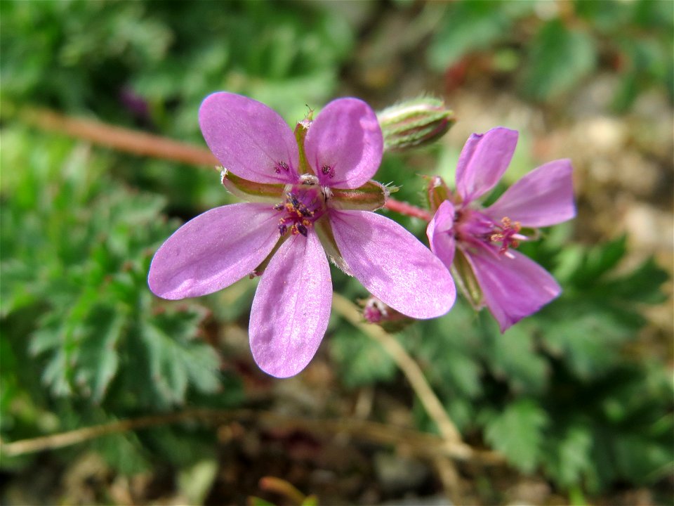 Gewöhnlicher Reiherschnabel (Erodium cicutarium) in Hockenheim