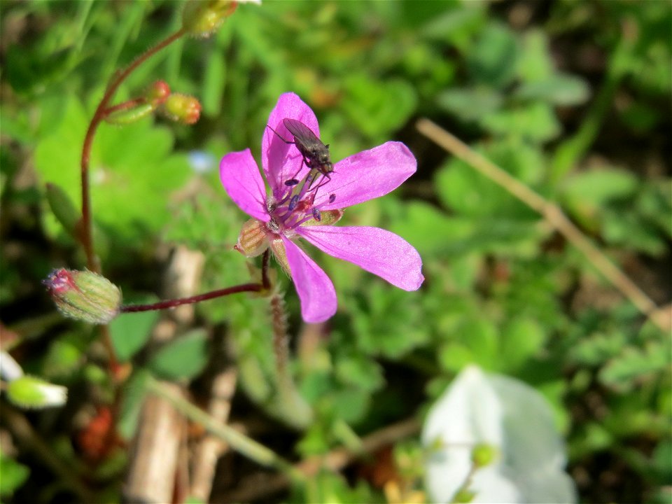 Gewöhnlicher Reiherschnabel (Erodium cicutarium) auf einer Streuobstwiese in Hockenheim