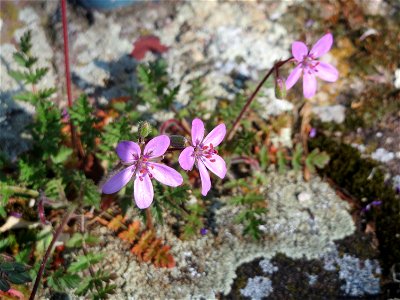 Ritzenbotanik: Gewöhnlicher Reiherschnabel (Erodium cicutarium) auf einem Bürgersteig in Hockenheim