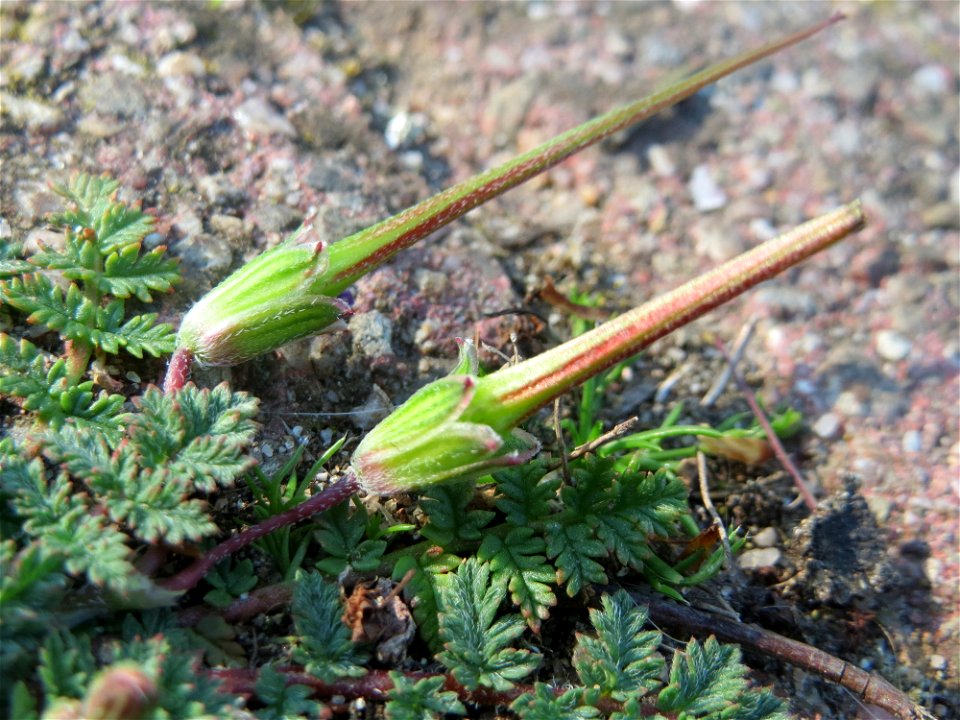 Gewöhnlicher Reiherschnabel (Erodium cicutarium) auf einem Grünstreifen zwischen Eisenbahnstraße und Am Damm in Hockenheim