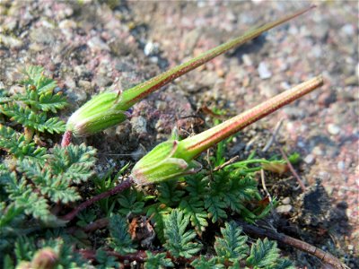 Gewöhnlicher Reiherschnabel (Erodium cicutarium) auf einem Grünstreifen zwischen Eisenbahnstraße und Am Damm in Hockenheim
