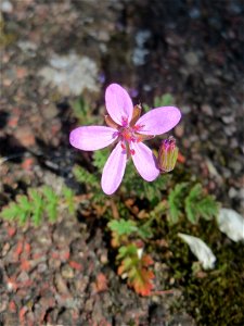 Ritzenbotanik: Gewöhnlicher Reiherschnabel (Erodium cicutarium) auf einem Bürgersteig in Hockenheim
