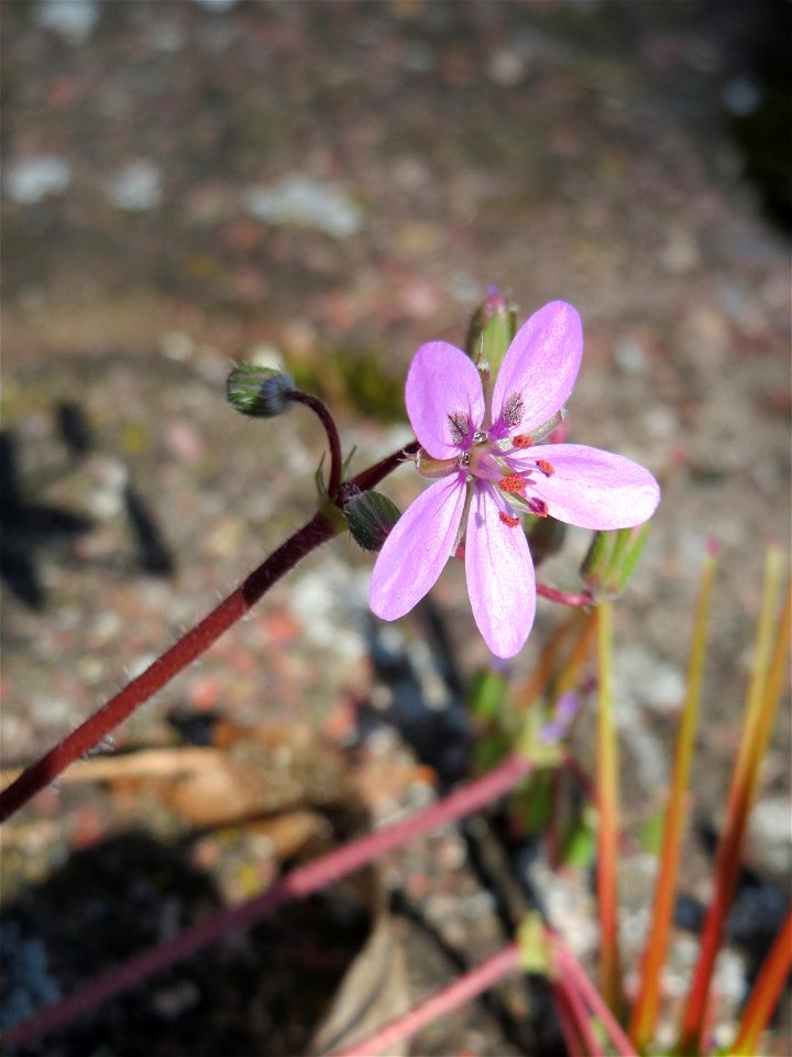 Ritzenbotanik: Gewöhnlicher Reiherschnabel (Erodium cicutarium) auf einem Bürgersteig in Hockenheim