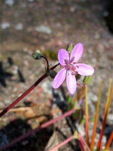 Ritzenbotanik: Gewöhnlicher Reiherschnabel (Erodium cicutarium) auf einem Bürgersteig in Hockenheim