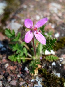 Ritzenbotanik: Gewöhnlicher Reiherschnabel (Erodium cicutarium) auf einem Bürgersteig in Hockenheim
