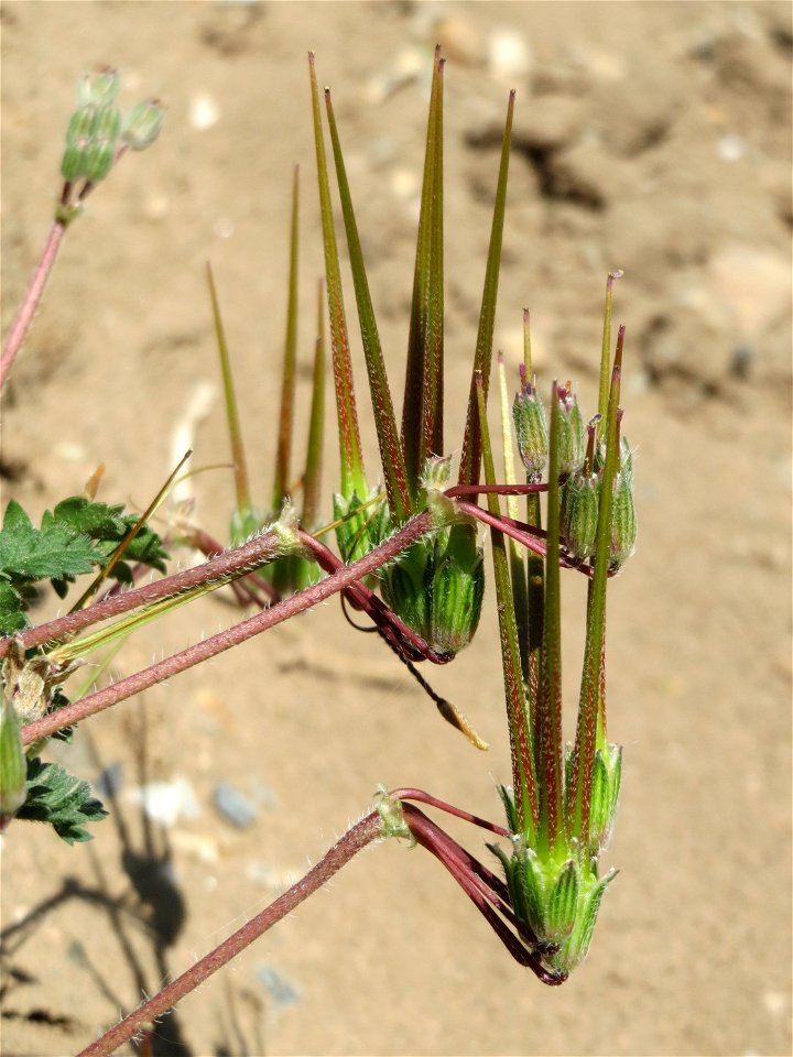 Gewöhnlicher Reiherschnabel (Erodium cicutarium) auf einem Sandhügel einer Baustelle in Hockenheim