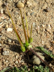Charakteristischer Fruchtstand vom Gewöhnlichen Reiherschnabel (Erodium cicutarium) an einer ehem. Sandgrube in Hockenheim-Talhaus
