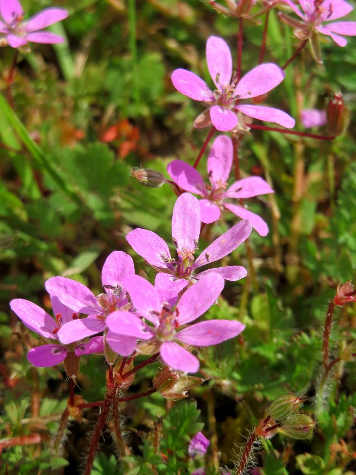 Gewöhnlicher Reiherschnabel (Erodium cicutarium) am Wackenberg in Sankt Arnual