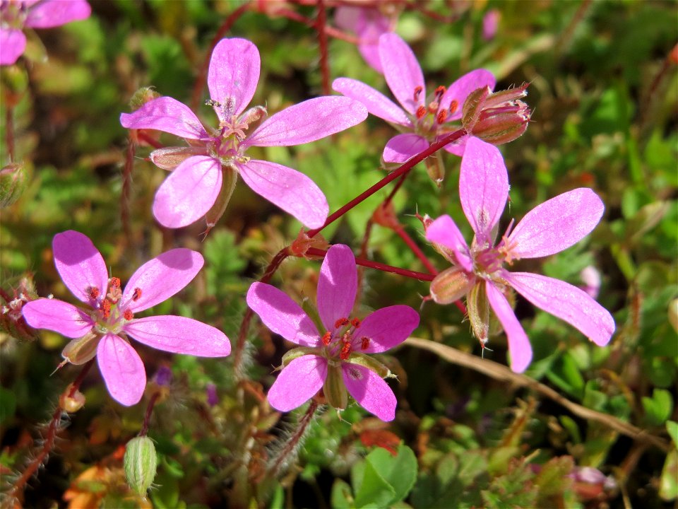 Gewöhnlicher Reiherschnabel (Erodium cicutarium) am Wackenberg in Sankt Arnual