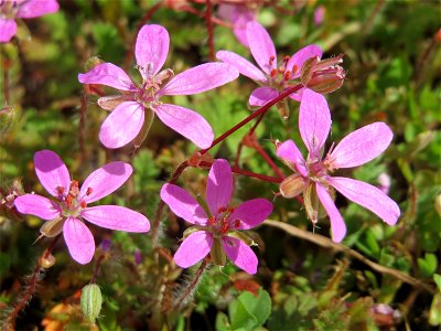Gewöhnlicher Reiherschnabel (Erodium cicutarium) am Wackenberg in Sankt Arnual