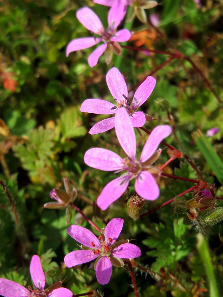 Gewöhnlicher Reiherschnabel (Erodium cicutarium) am Wackenberg in Sankt Arnual