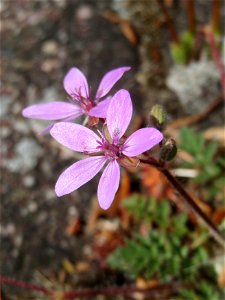 Ritzen-Botanik: Gewöhnlicher Reiherschnabel (Erodium cicutarium) in Hockenheim