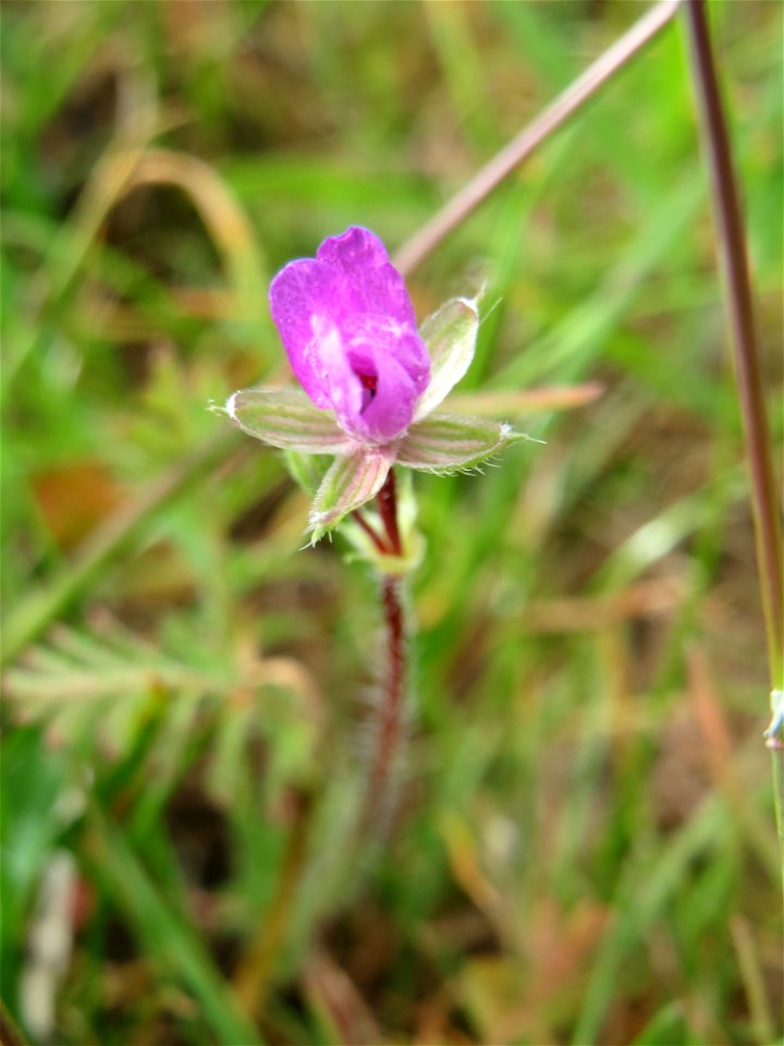 Gewöhnlicher Reiherschnabel (Erodium cicutarium) in Hockenheim