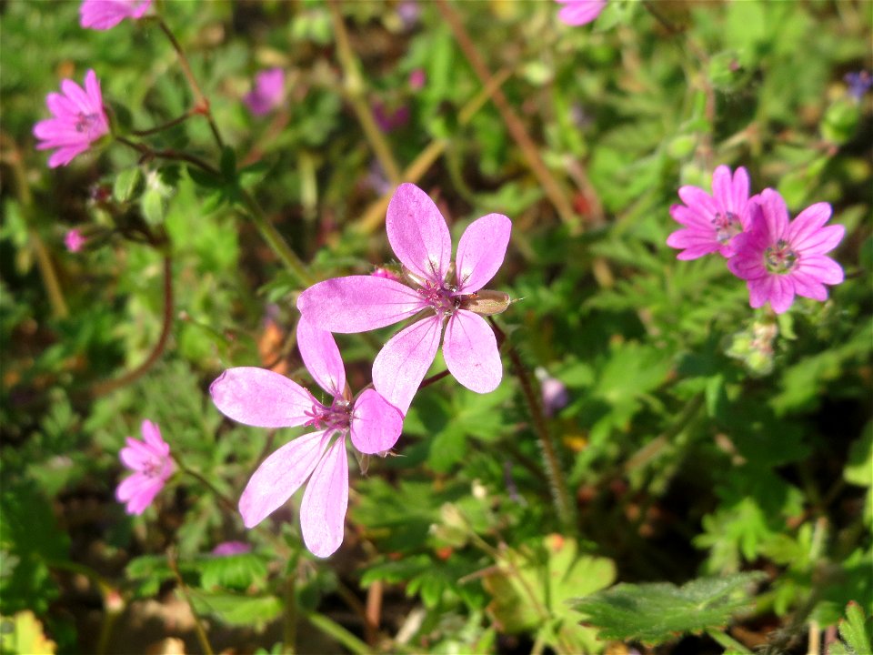 Gewöhnlicher Reiherschnabel (Erodium cicutarium) auf einem Grünstreifen zwischen Eisenbahnstraße und Am Damm in Hockenheim