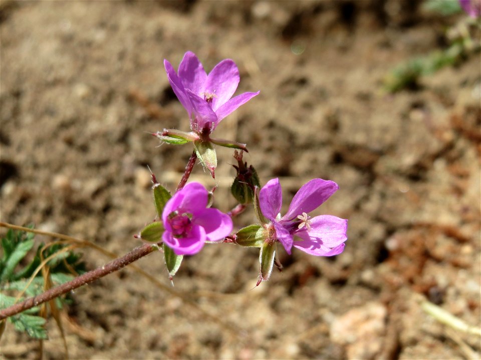 Gewöhnlicher Reiherschnabel (Erodium cicutarium) auf einer Streuobstwiese in Hockenheim