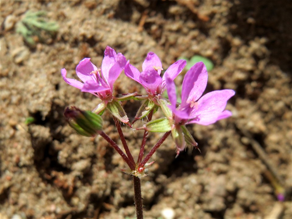 Gewöhnlicher Reiherschnabel (Erodium cicutarium) auf einer Streuobstwiese in Hockenheim