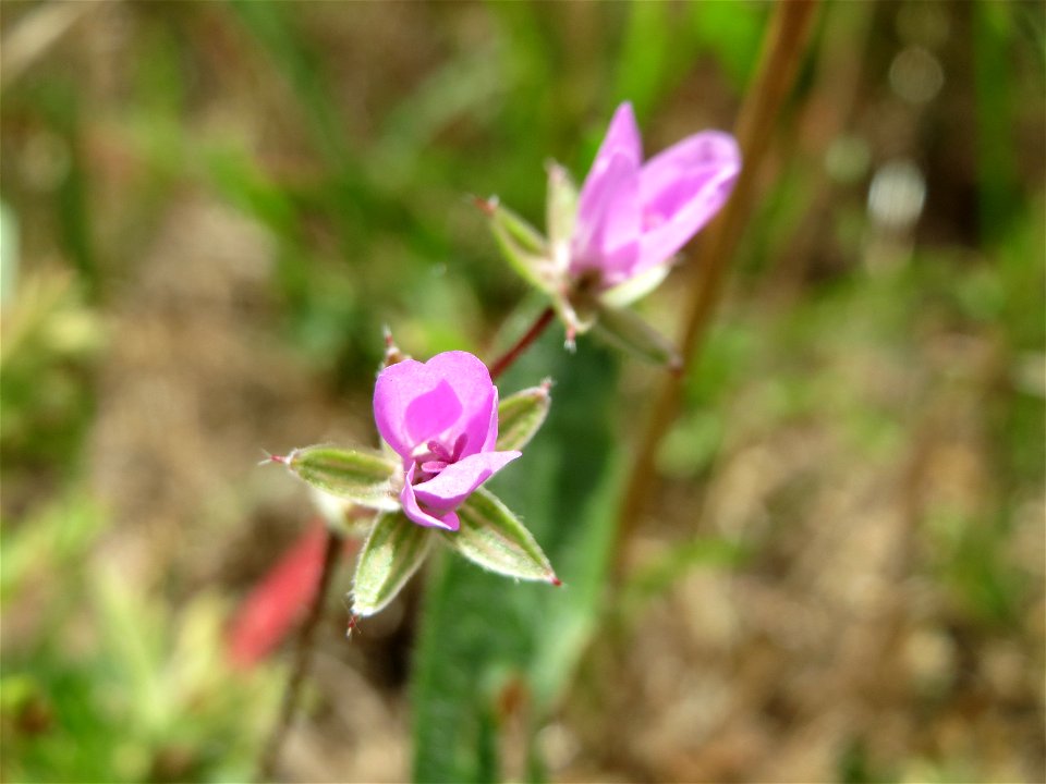 Gewöhnlicher Reiherschnabel (Erodium cicutarium) auf einer Wiese zum Schutz der Haubenlerche beim Dänischen Lager bei Hockenheim