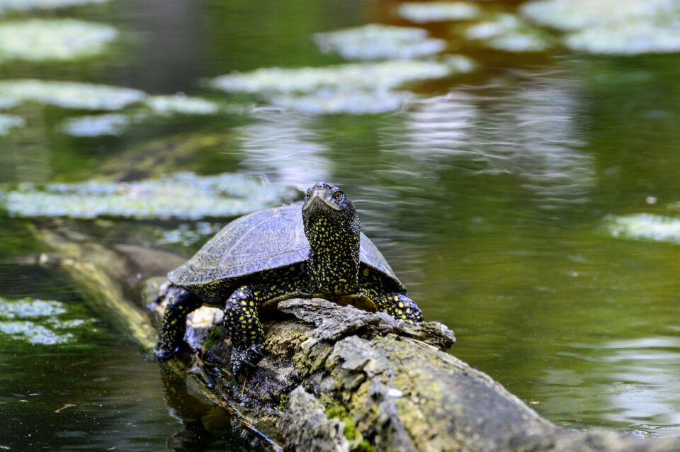 Pond reptile water creature