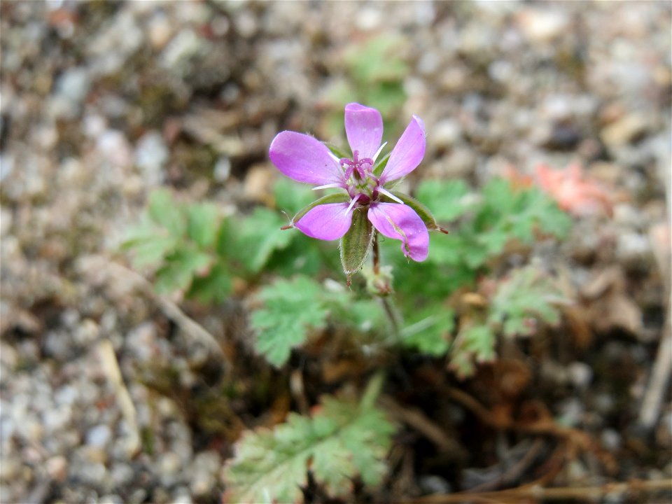 Ritzenbotanik: Gewöhnlicher Reiherschnabel (Erodium cicutarium) in Hockenheim