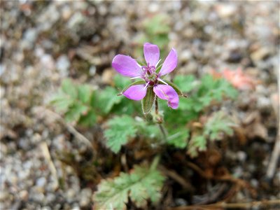 Ritzenbotanik: Gewöhnlicher Reiherschnabel (Erodium cicutarium) in Hockenheim