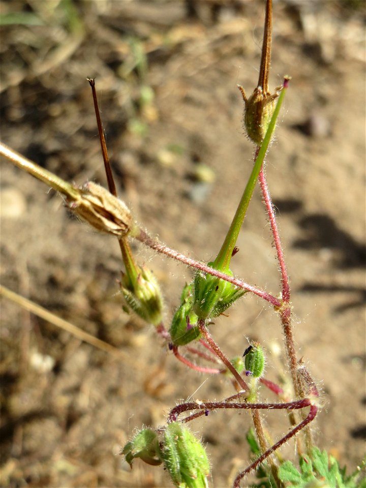 Gewöhnlicher Reiherschnabel (Erodium cicutarium) auf einer Streuobstwiese in Hockenheim