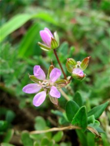 Gewöhnlicher Reiherschnabel (Erodium cicutarium) in Hockenheim