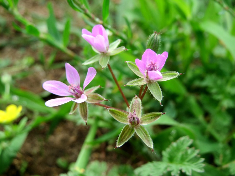 Gewöhnlicher Reiherschnabel (Erodium cicutarium) auf einer halboffenen Sand-Brachfläche bei Hockenheim