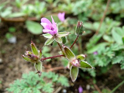 Gewöhnlicher Reiherschnabel (Erodium cicutarium) auf einer halboffenen Sand-Brachfläche bei Hockenheim