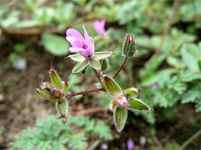 Gewöhnlicher Reiherschnabel (Erodium cicutarium) auf einer halboffenen Sand-Brachfläche bei Hockenheim photo