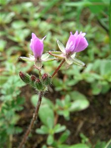 Gewöhnlicher Reiherschnabel (Erodium cicutarium) auf einer halboffenen Sand-Brachfläche bei Hockenheim photo