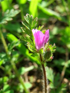 Gewöhnlicher Reiherschnabel (Erodium cicutarium) auf einer Streuobstwiese in Hockenheim