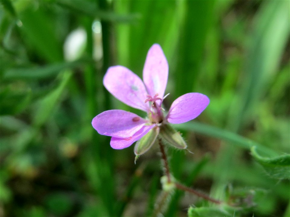 Gewöhnlicher Reiherschnabel (Erodium cicutarium) auf einer Streuobstwiese in Hockenheim