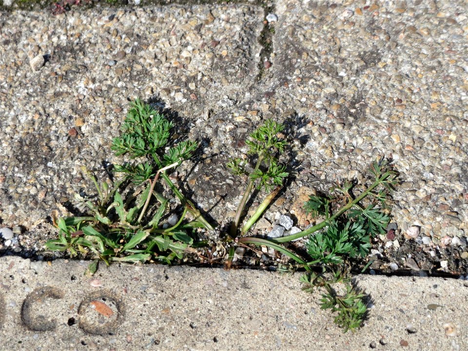 Ritzenbotanik: Grundblätter vom Gewöhnlichen Reiherschnabel (Erodium cicutarium) auf Pflasterstein am Bahnhof Hockenheim