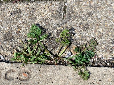 Ritzenbotanik: Grundblätter vom Gewöhnlichen Reiherschnabel (Erodium cicutarium) auf Pflasterstein am Bahnhof Hockenheim