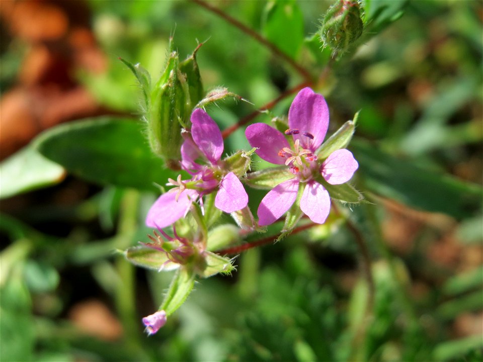 Gewöhnlicher Reiherschnabel (Erodium cicutarium) in Hockenheim