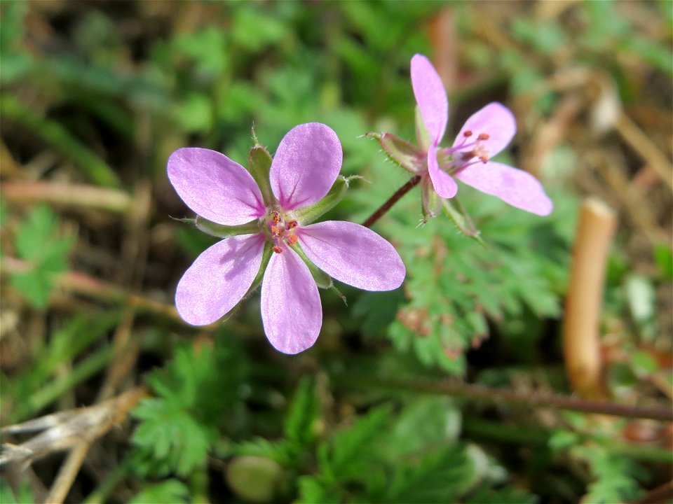 Gewöhnlicher Reiherschnabel (Erodium cicutarium) in Hockenheim