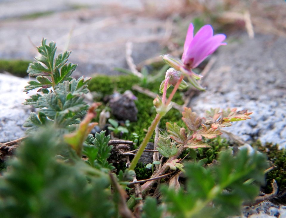 Gewöhnlicher Reiherschnabel (Erodium cicutarium) am Hauptbahnhof Mannheim