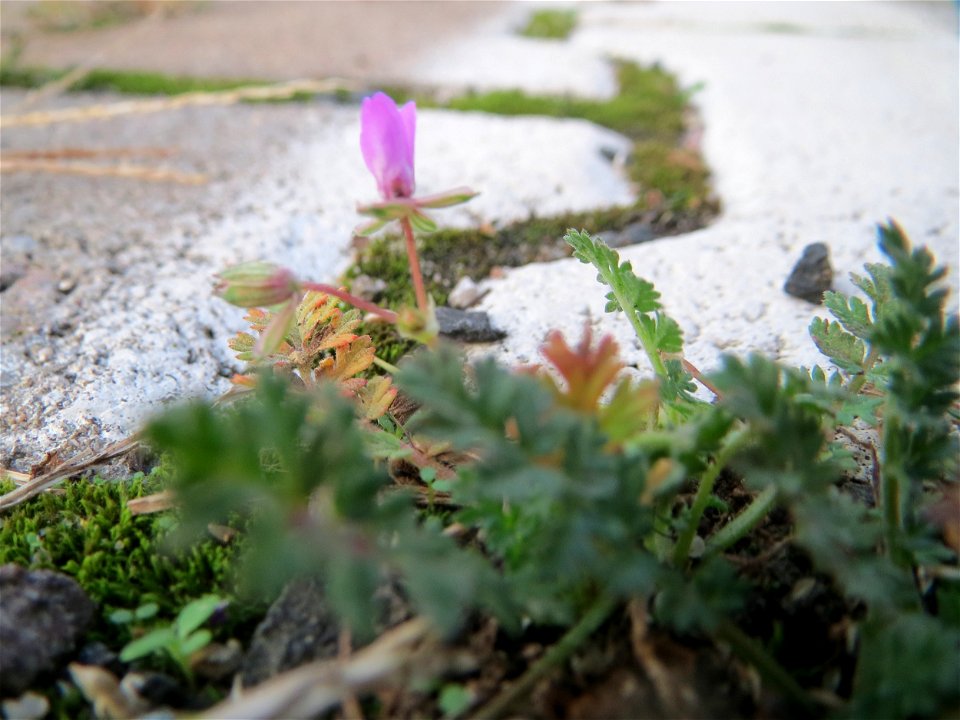 Gewöhnlicher Reiherschnabel (Erodium cicutarium) am Hauptbahnhof Mannheim